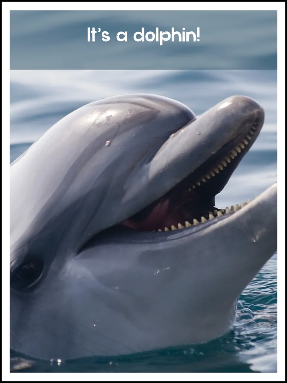 Animal identification reveal says 'It's a dolphin!' above a larger view of the dolphin's head and teeth