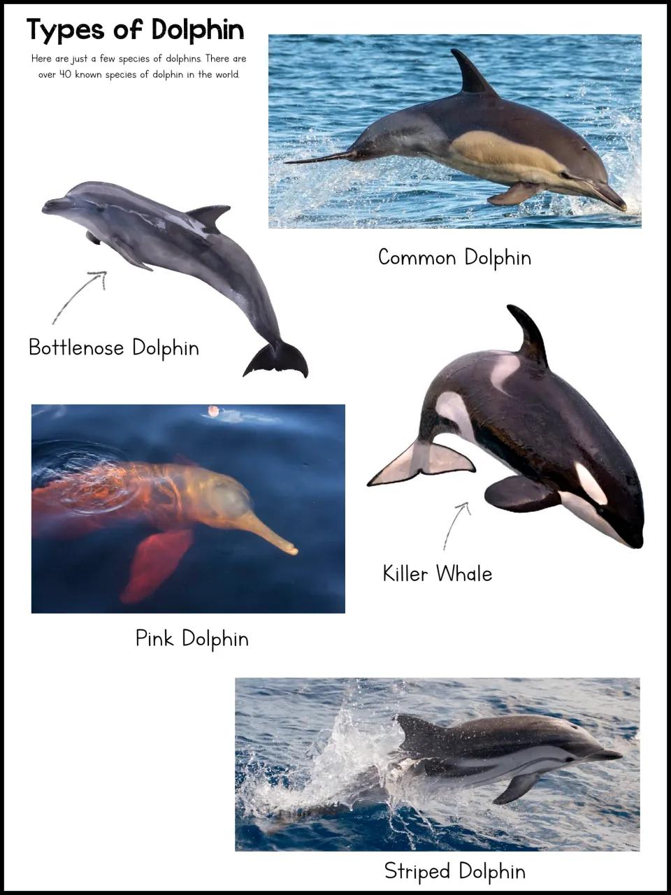 Dolphin types reference page labels bottlenose, common, pink, and striped dolphins, plus the killer whale