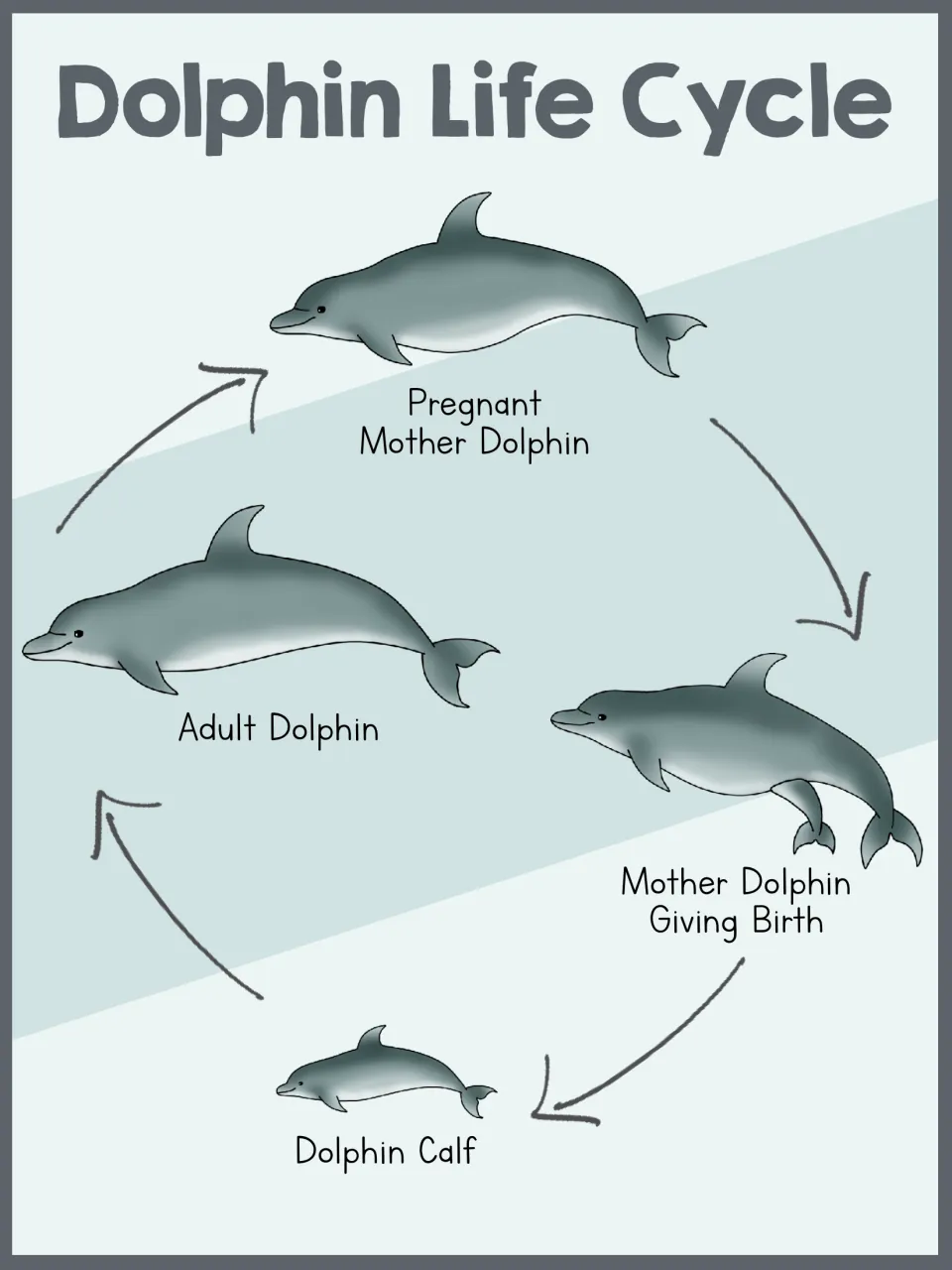 Dolphin life cycle poster shows a pregnant mother, a mother giving birth, a dolphin calf, and an adult