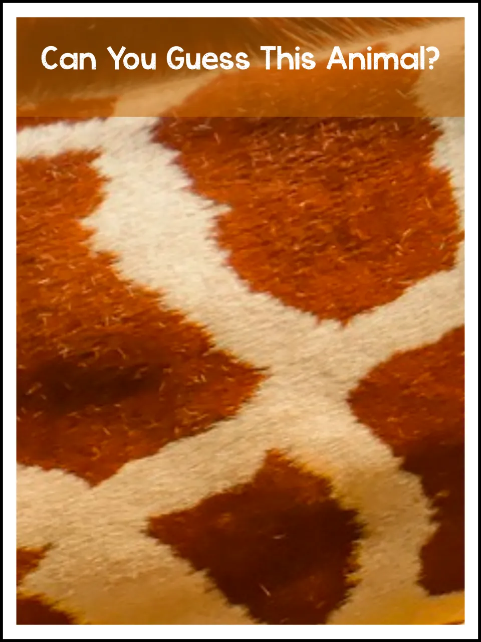Animal identification prompt in the giraffe unit asks 'Can You Guess This Animal?' above a coat close-up
