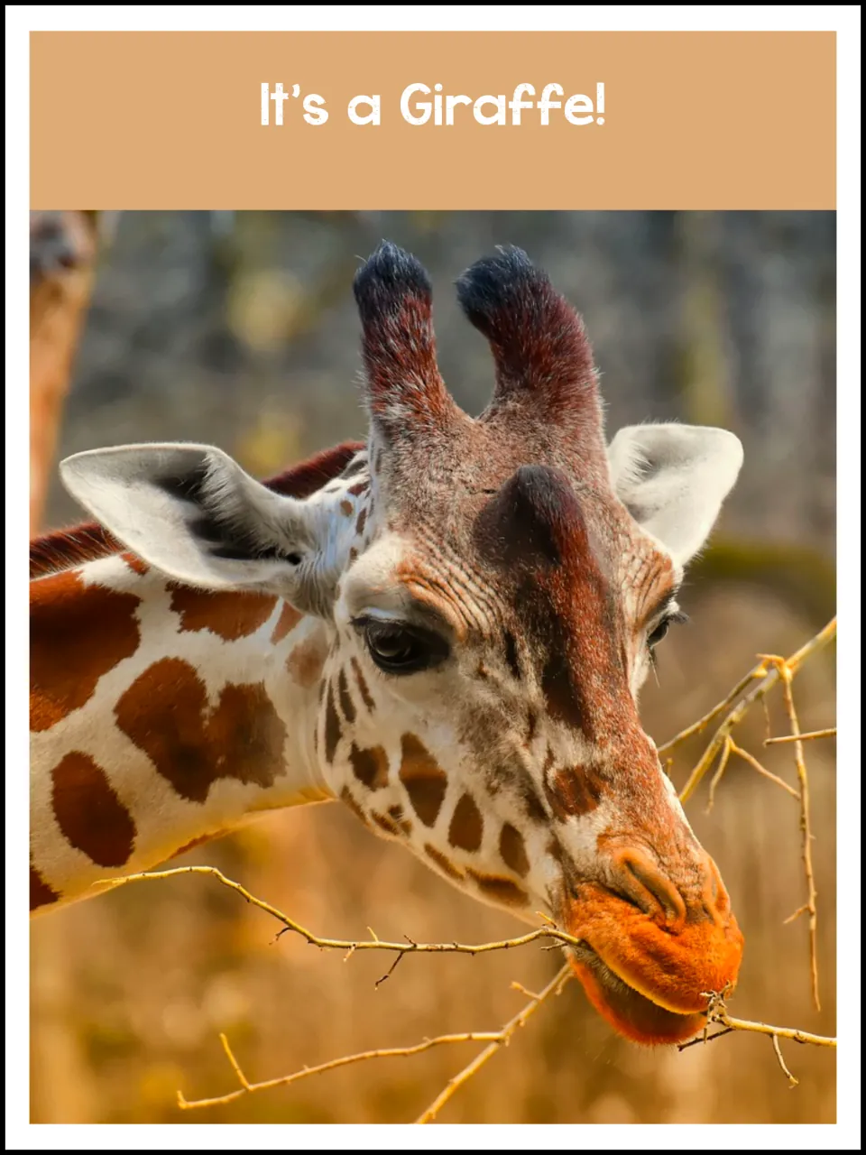 Animal reveal page in the unit reads 'It's a Giraffe!' above a close-up of a giraffe among thorny branches