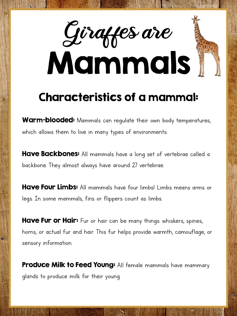 Giraffe unit mammal poster explains warm blood, backbones, four limbs, fur or hair, and milk for young