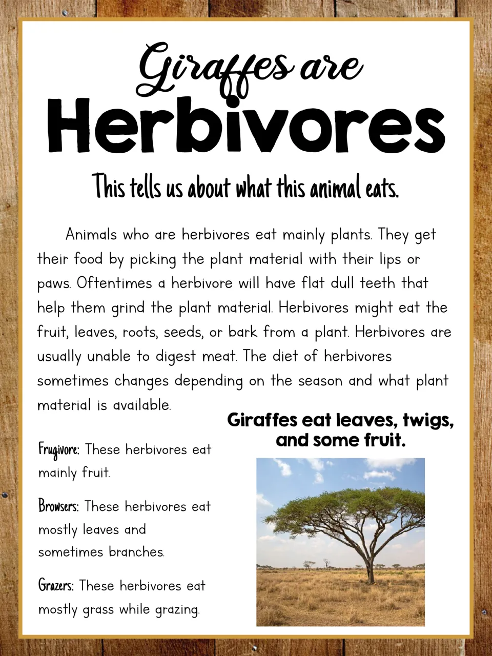 Giraffe unit herbivore poster describes plant diets, names three feeding groups, and lists giraffe foods