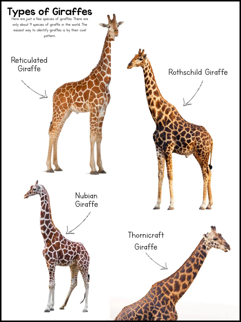 Giraffe types poster labels photographs of Reticulated, Rothschild, Nubian, and Thornicroft giraffes