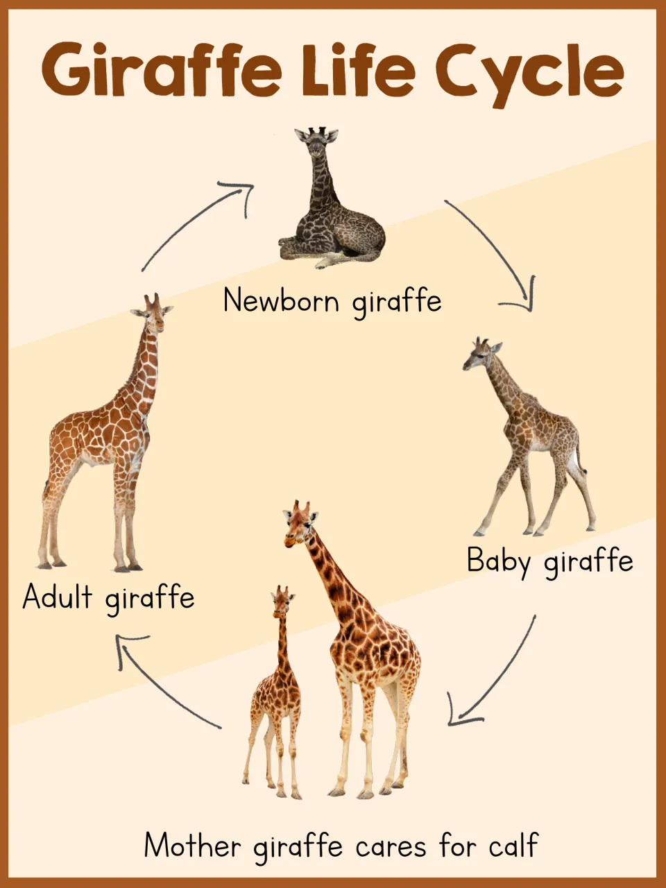 Giraffe life cycle poster connects a newborn, a baby giraffe, a mother caring for her calf, and an adult