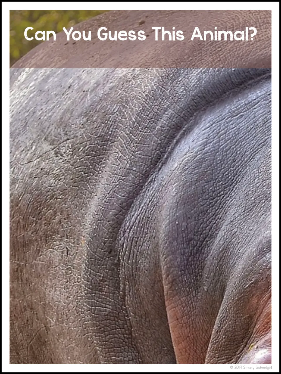 Animal identification prompt asks 'Can You Guess This Animal?' above a close-up of wrinkled hippo skin