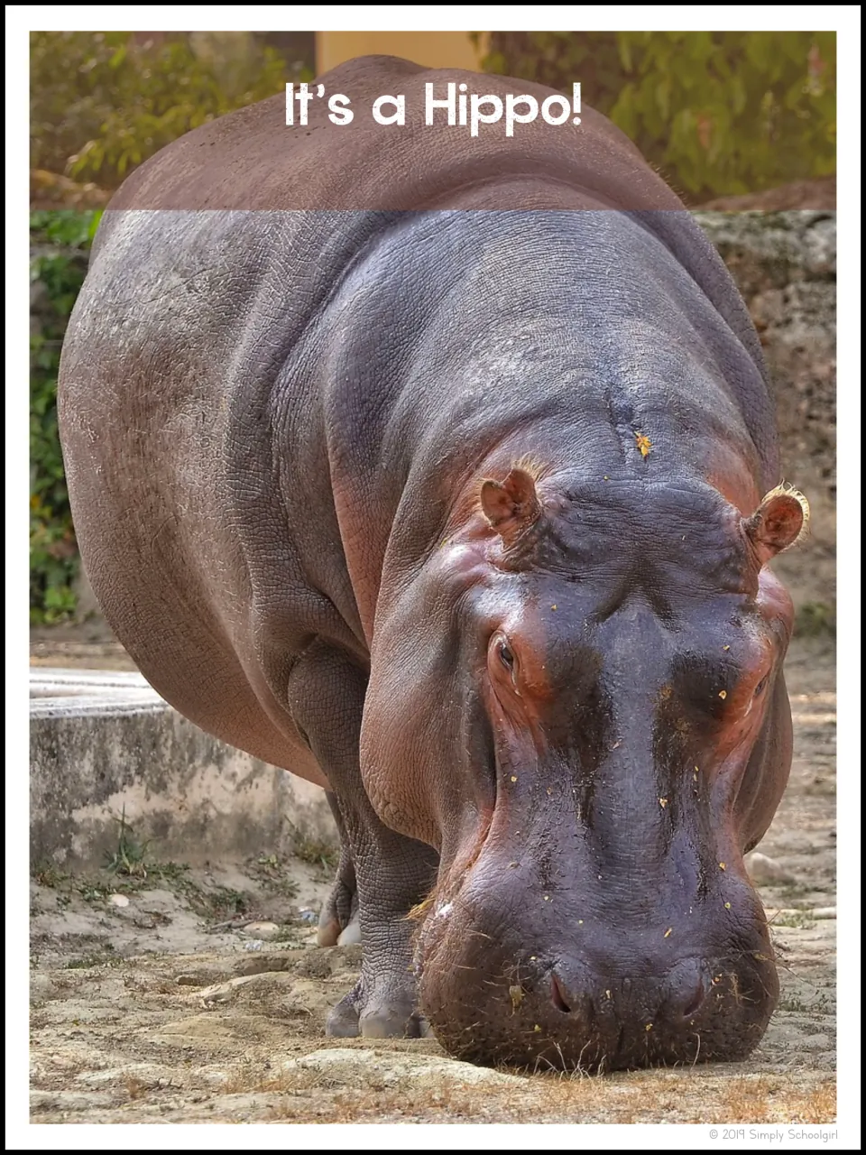 Animal reveal page answers the preceding close-up clue with 'It's a Hippo!' and a full hippo photograph
