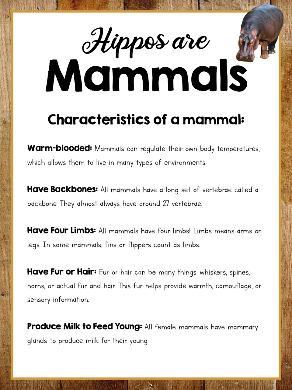 Hippo mammal poster lists warm-bloodedness, backbones, four limbs, fur or hair, and milk production