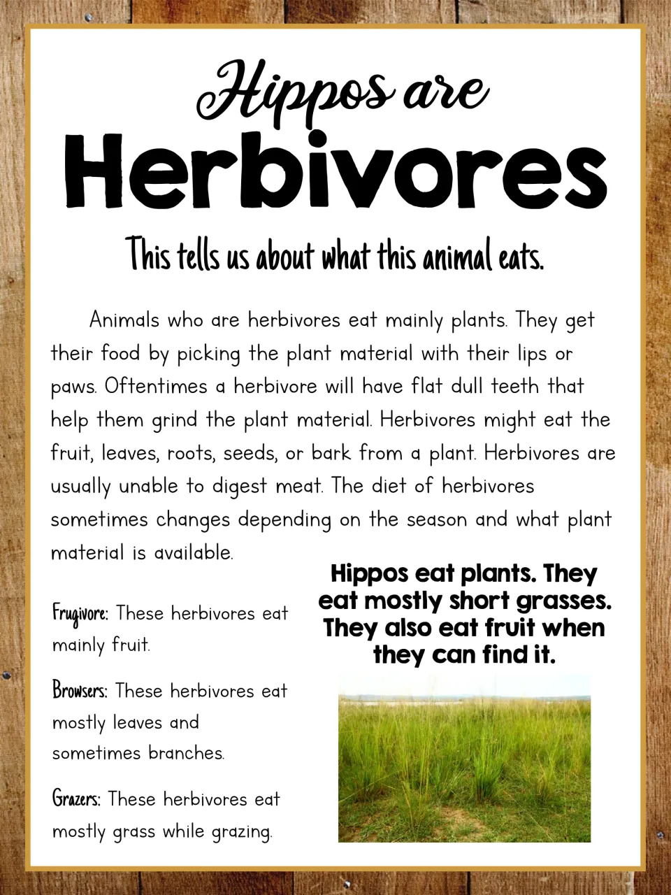 Hippo herbivore poster explains plant-based diets, names three feeding groups, and highlights grass