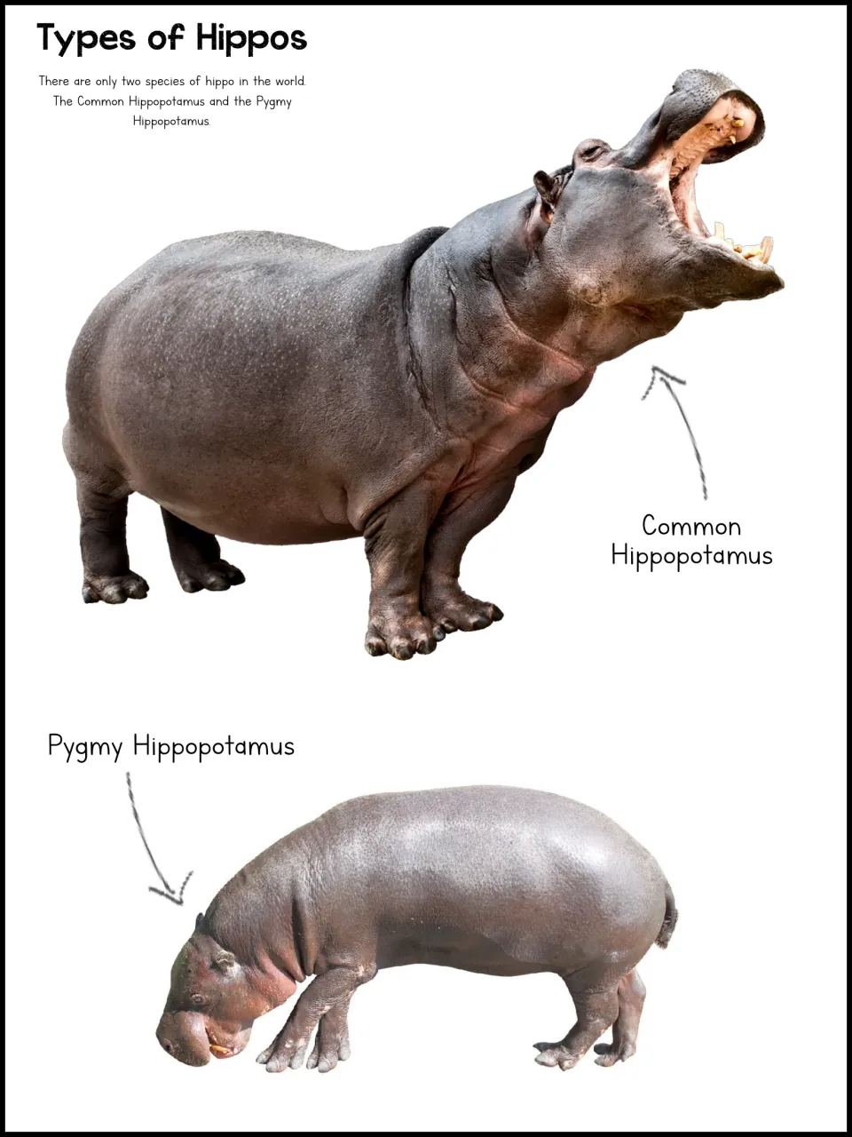 Types of Hippos reference page identifies the common hippopotamus and pygmy hippopotamus with photos
