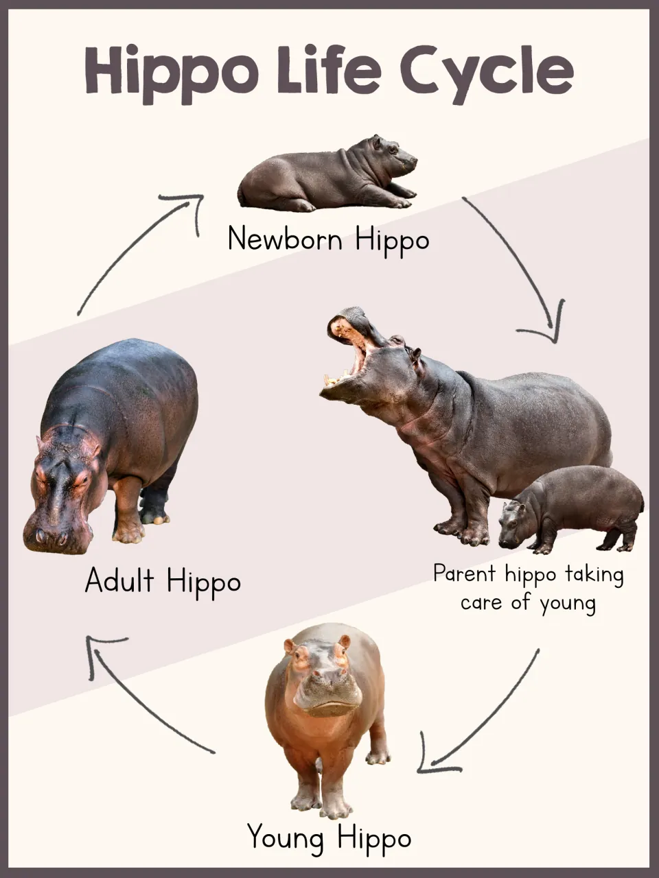 Hippo life cycle poster connects a newborn, a parent caring for young, a young hippo, and an adult