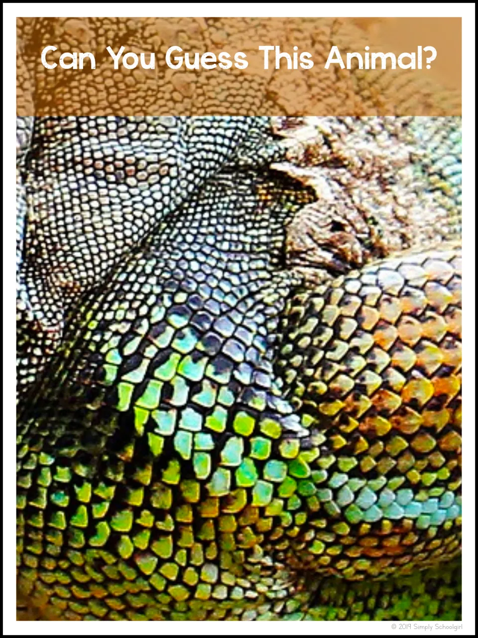 Animal identification prompt asking 'Can You Guess This Animal?' above a close-up photograph of lizard scales
