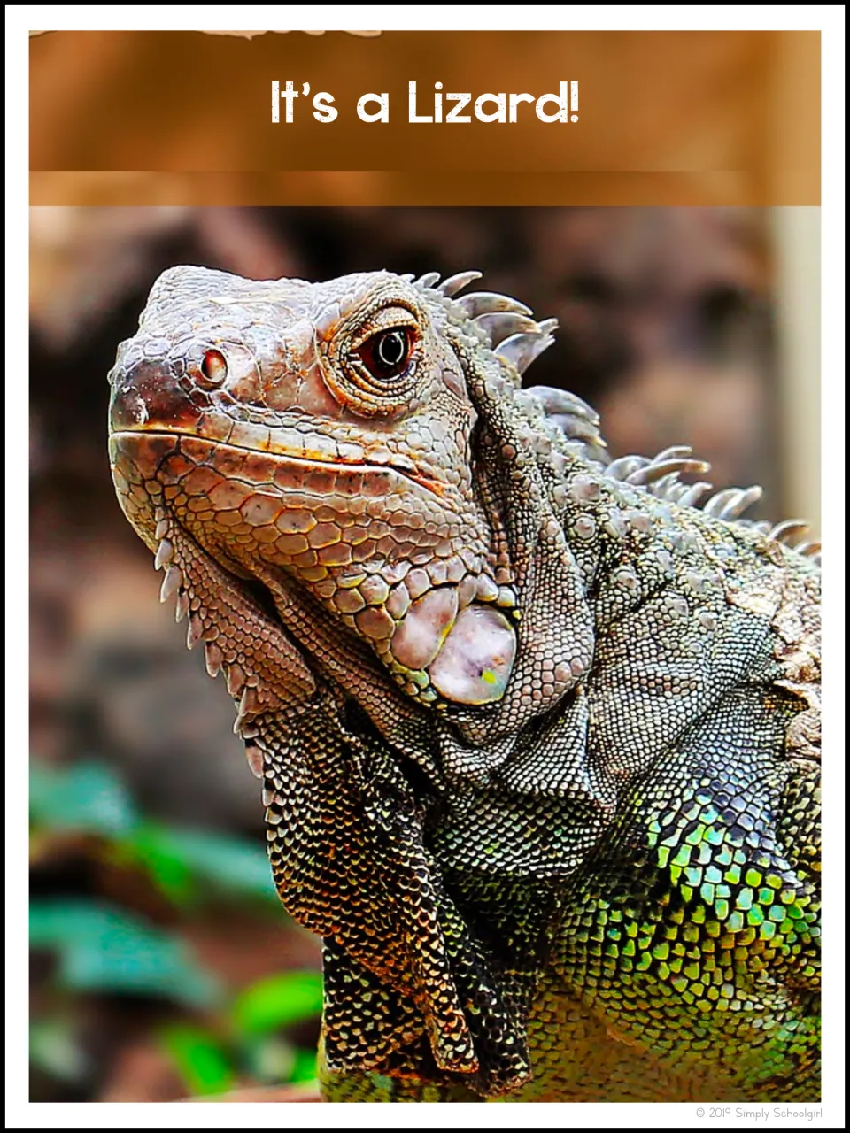 Animal identification reveal reading 'It's a Lizard!' above an iguana photograph showing its head and body