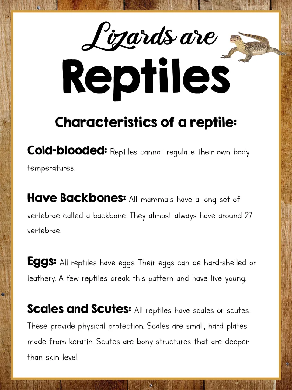 Reptile classification poster identifying lizards as reptiles, with sections on body temperature, eggs, and scales