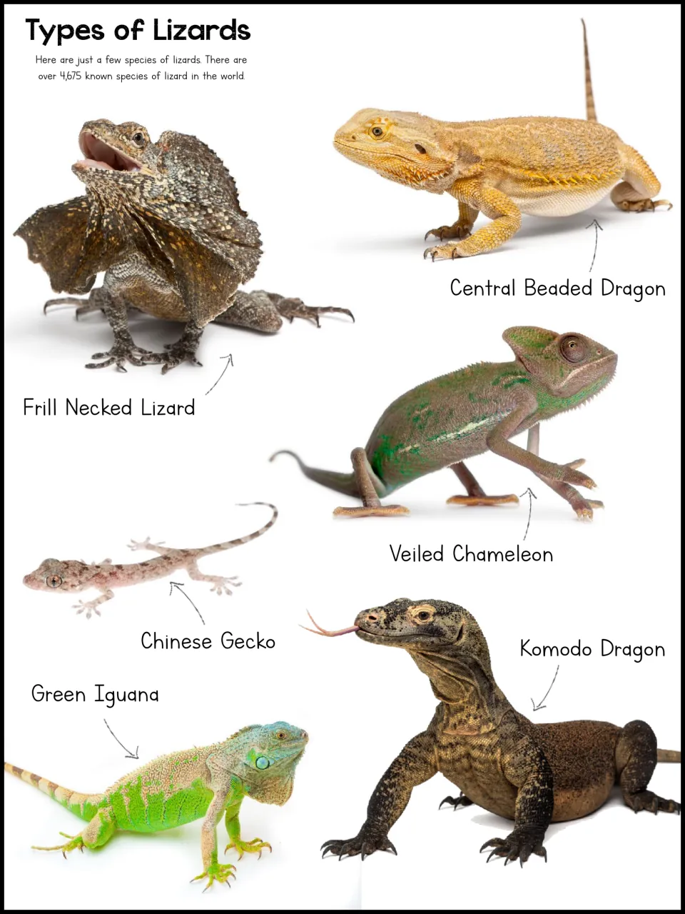 Lizard types reference page with six labeled photographs, including a veiled chameleon, green iguana, and gecko