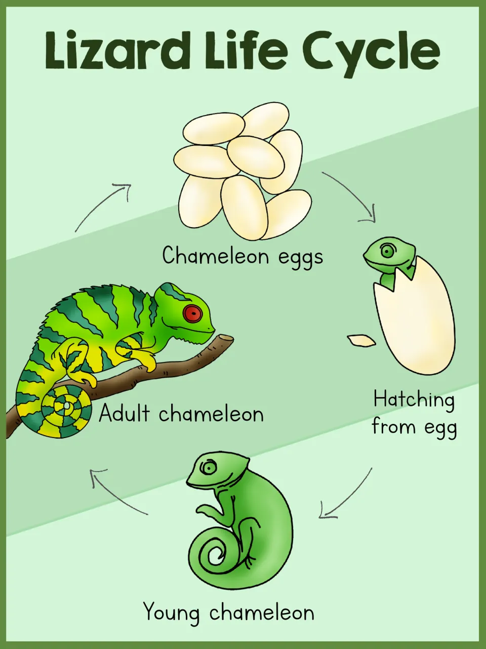Lizard life cycle poster showing four chameleon stages: eggs, hatching from an egg, young chameleon, and adult