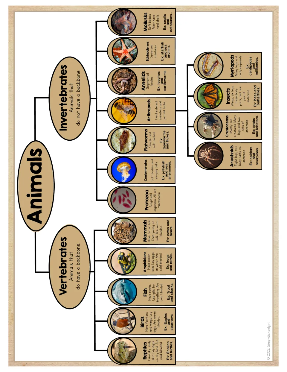Animal classification chart divides vertebrates and invertebrates into groups with traits and examples