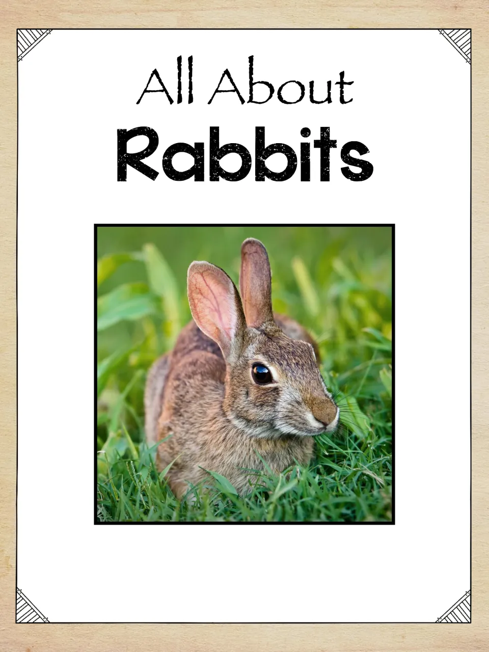 Rabbit science unit cover titled 'All About Rabbits,' featuring a photograph of a rabbit sitting in grass