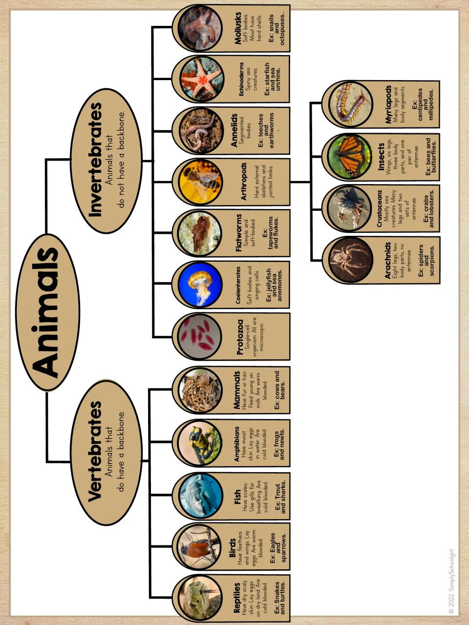 Animal classification chart dividing vertebrates and invertebrates into groups with traits and examples