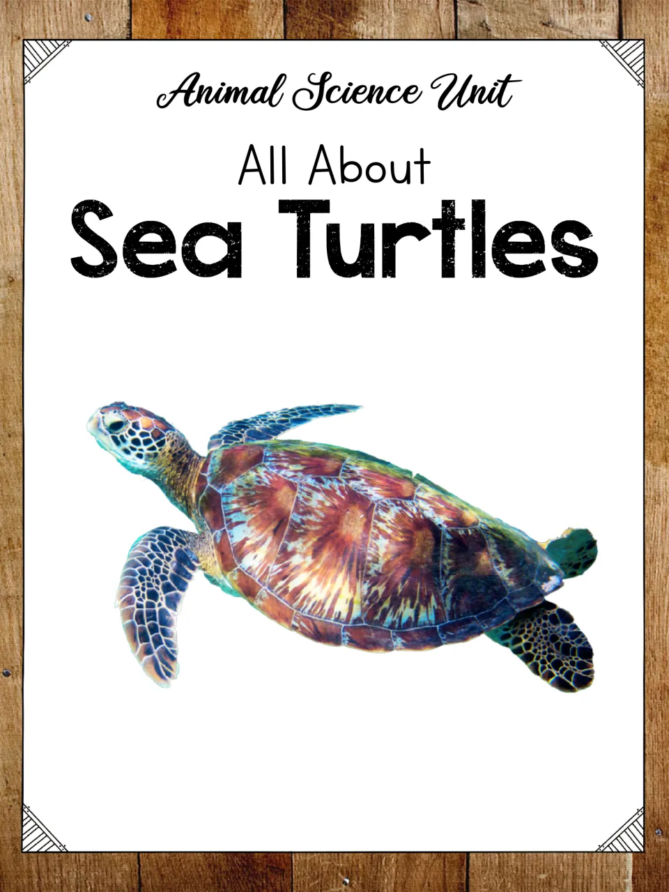 Cover of the Animal Science Unit All About Sea Turtles, showing a photo of a green-brown sea turtle swimming