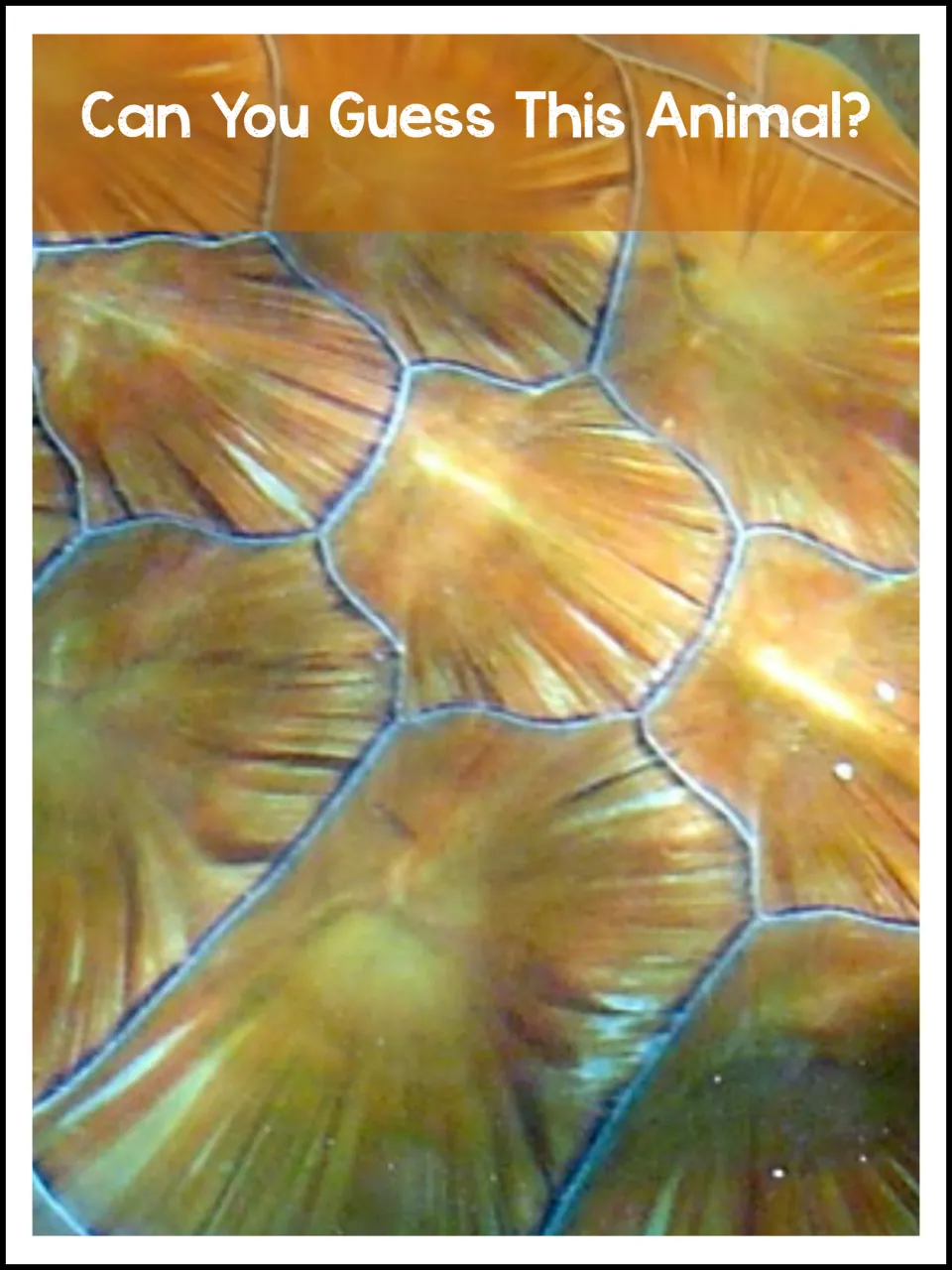 Can You Guess This Animal? A close-up photo of patterned shell plates that students study to guess the mystery animal