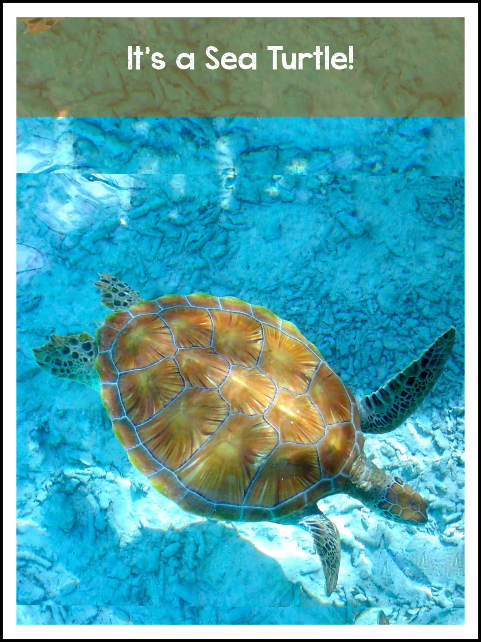 It's a Sea Turtle! Reveal photo of a sea turtle swimming over a sandy, rocky seafloor in clear blue water