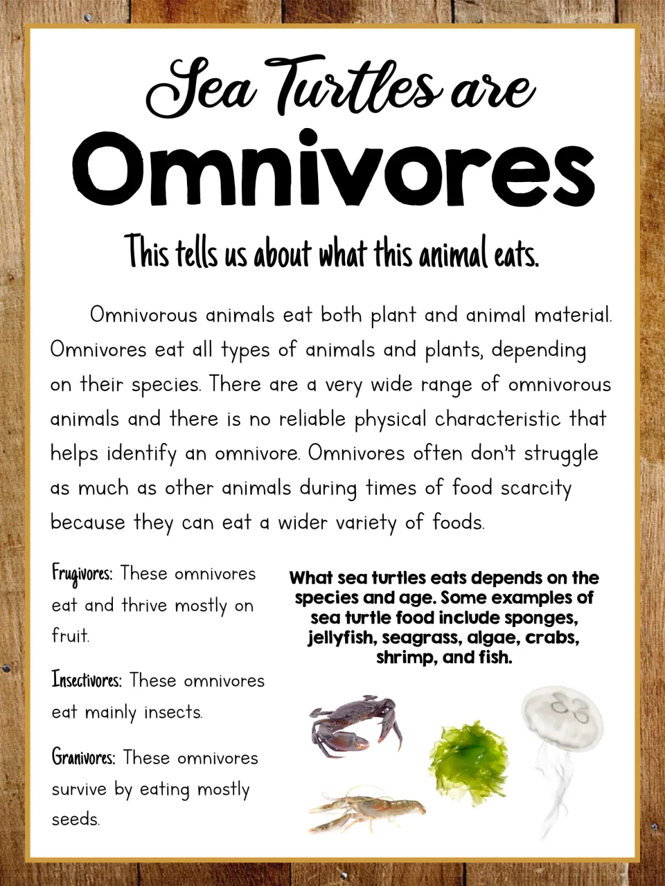 Sea turtles are omnivores: what omnivores eat, with turtle foods like sponges, jellyfish, seagrass, crabs and shrimp