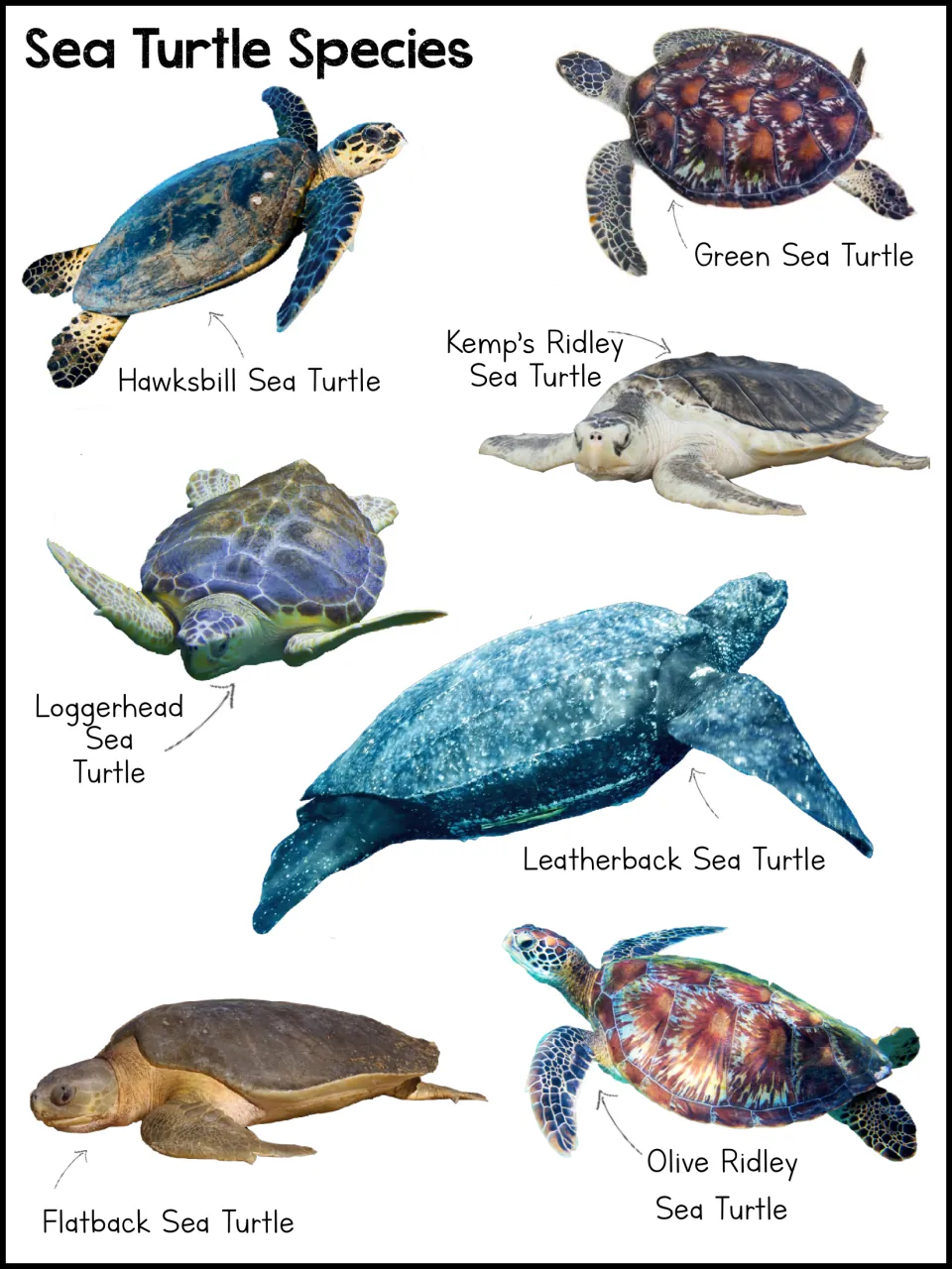 Sea Turtle Species: labeled photos of seven kinds, including hawksbill, green, loggerhead, leatherback and flatback