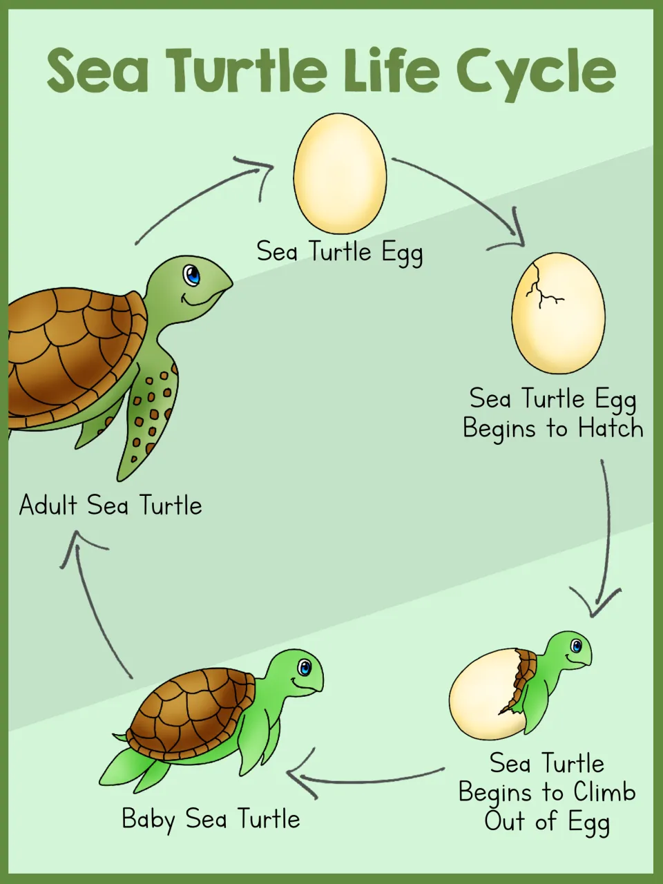 Sea Turtle Life Cycle: illustrated cycle from egg to hatching egg, hatchling climbing out, baby turtle and adult