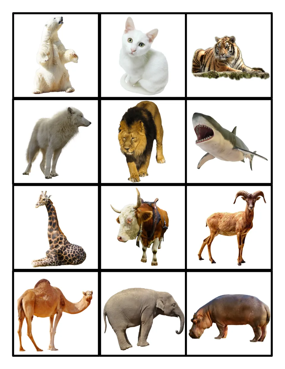 Animal photo cards to cut out: polar bear, cat, tiger, wolf, lion, shark, giraffe, cow, ram, camel, elephant and hippo