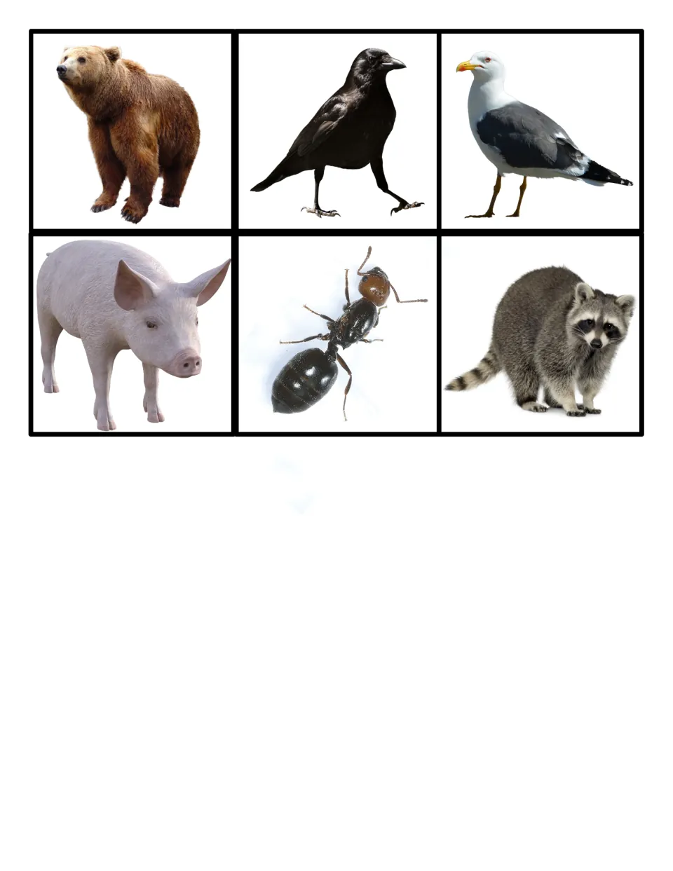 More animal photo cards for the sort: brown bear, crow, seagull, pig, ant and raccoon, to cut out and classify by diet