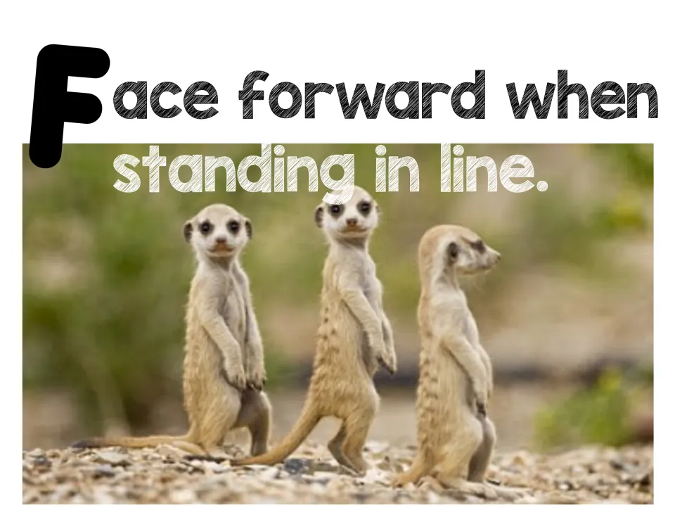 Line rule poster: 'Face forward when standing in line' shown with three meerkats standing upright in a row on gravel