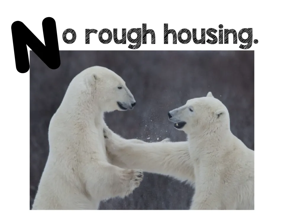 Safe play rule poster: 'No rough housing' illustrated by two polar bears standing on hind legs and pushing each other