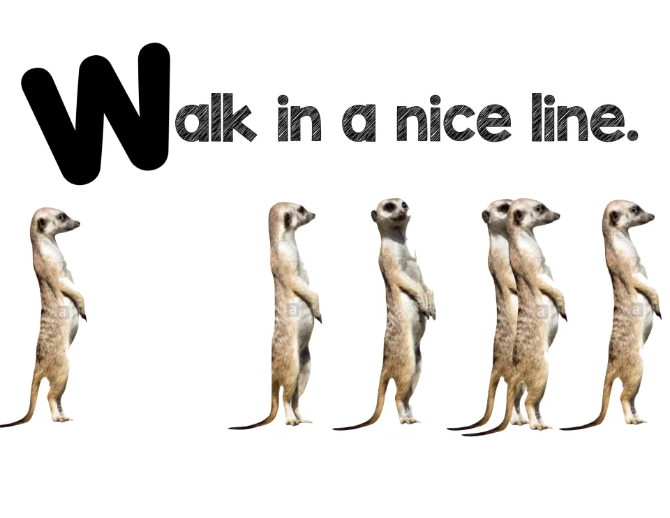 Hallway rule poster: 'Walk in a nice line' with a row of six meerkats standing upright one behind another