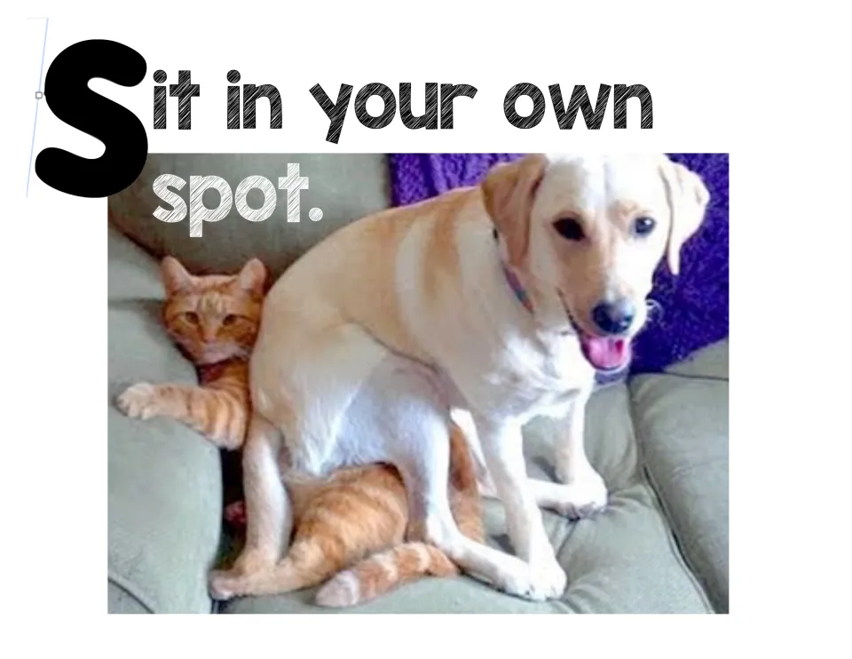 Seating rule poster: 'Sit in your own spot' with a yellow Labrador sitting on top of an orange cat on a couch