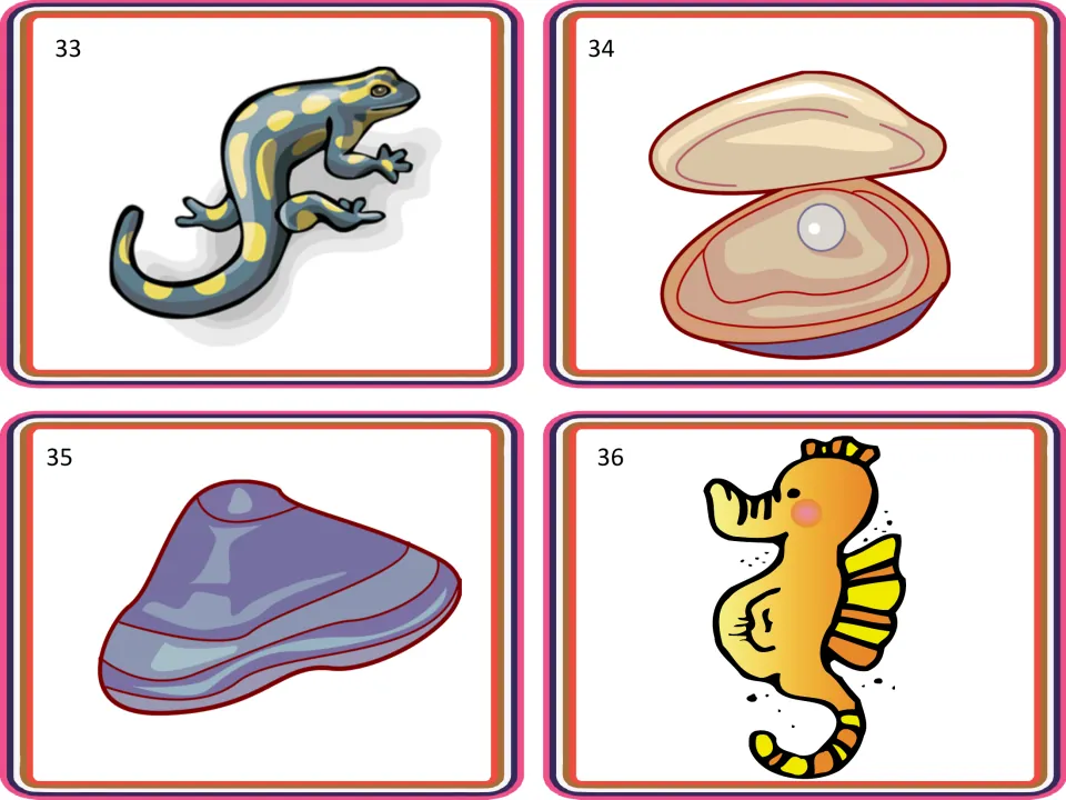 Animal sorting cards 33–36 show a salamander, an open shell containing a pearl, a closed shell, and a seahorse.