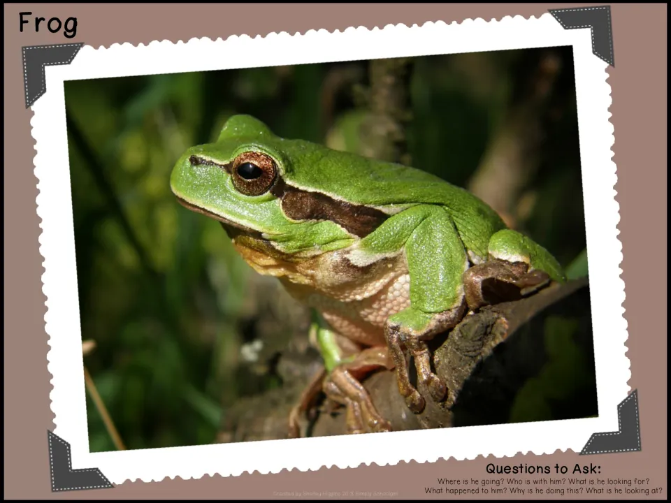 Frog photo prompt: a tree frog clings to a branch, with Questions to Ask such as where is he going and who is with him