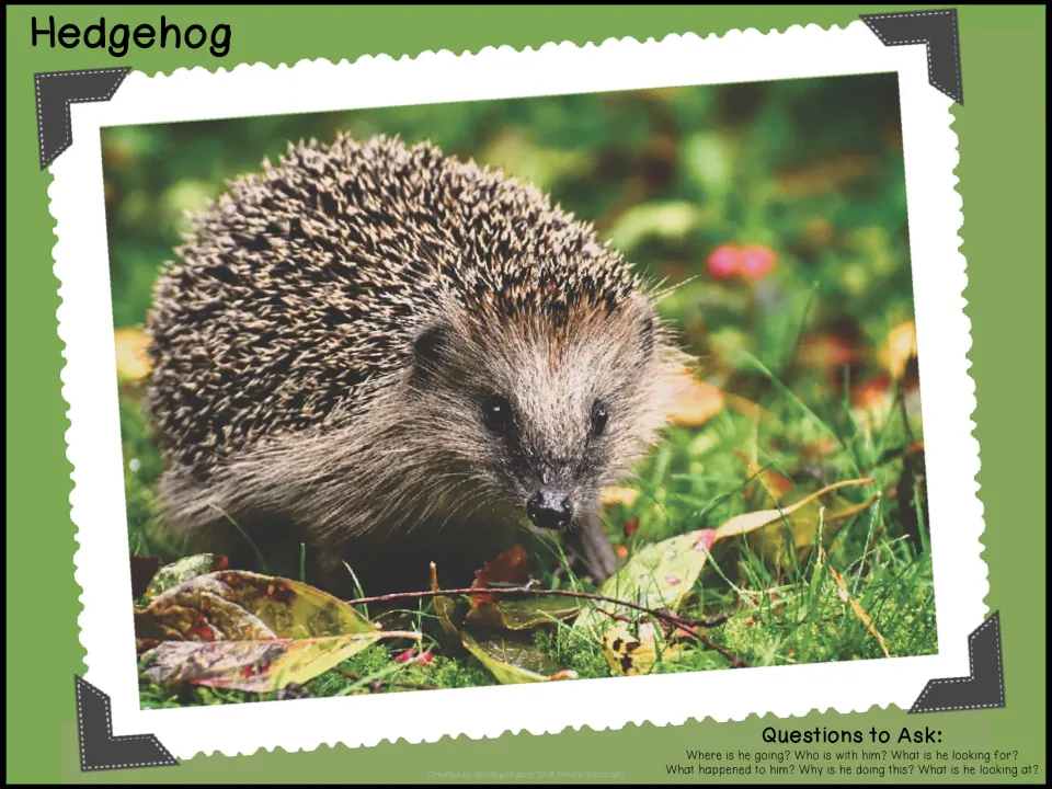 Hedgehog photo prompt: a hedgehog in grass and autumn leaves, with questions asking what he is looking for and why