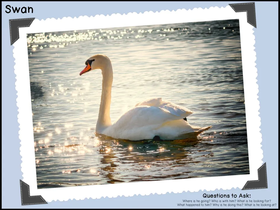 Swan photo prompt: a white swan glides on sparkling water, with questions to spark ideas about where he is going and why