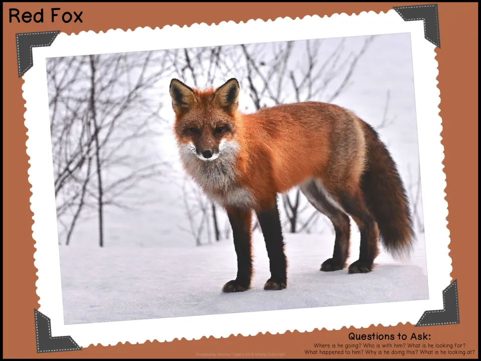 Red Fox photo prompt: a red fox stands in snow by bare trees, with questions on what happened to him and why