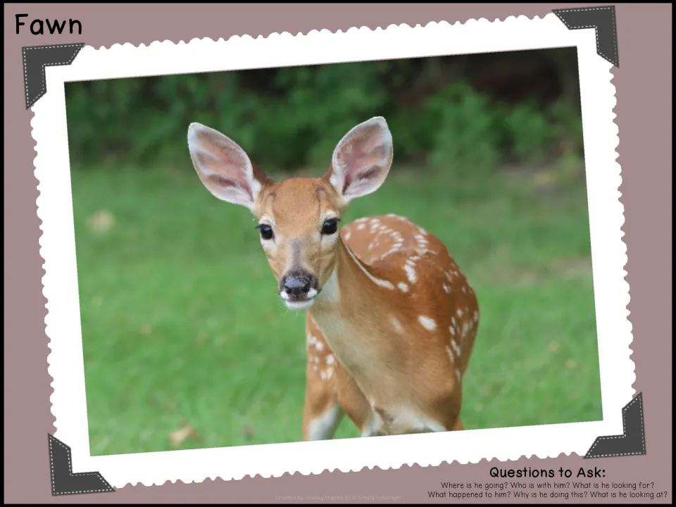 Fawn photo prompt: a spotted fawn faces the camera on green grass, with questions for imagining who is with him and why
