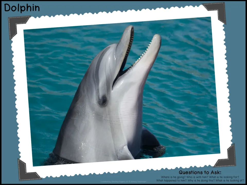 Dolphin photo prompt: an open-mouthed dolphin lifts its head from water, with questions about where he is going and why