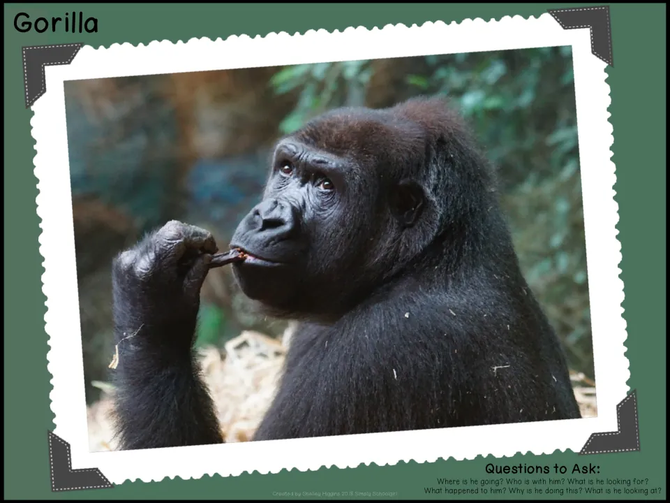 Gorilla photo prompt: a gorilla chews a twig and gazes off, with questions on what he is looking at and what happened