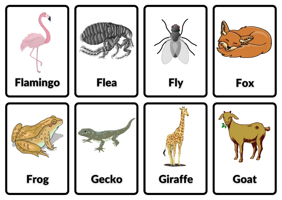 Animal vocabulary: picture cards labeled flamingo, flea, fly, fox, frog, gecko, giraffe and goat for naming and spelling