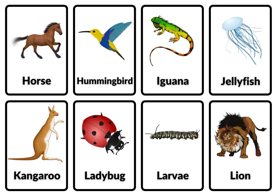 Animal picture cards naming horse, hummingbird, iguana, jellyfish, kangaroo, ladybug, larvae and lion for vocabulary