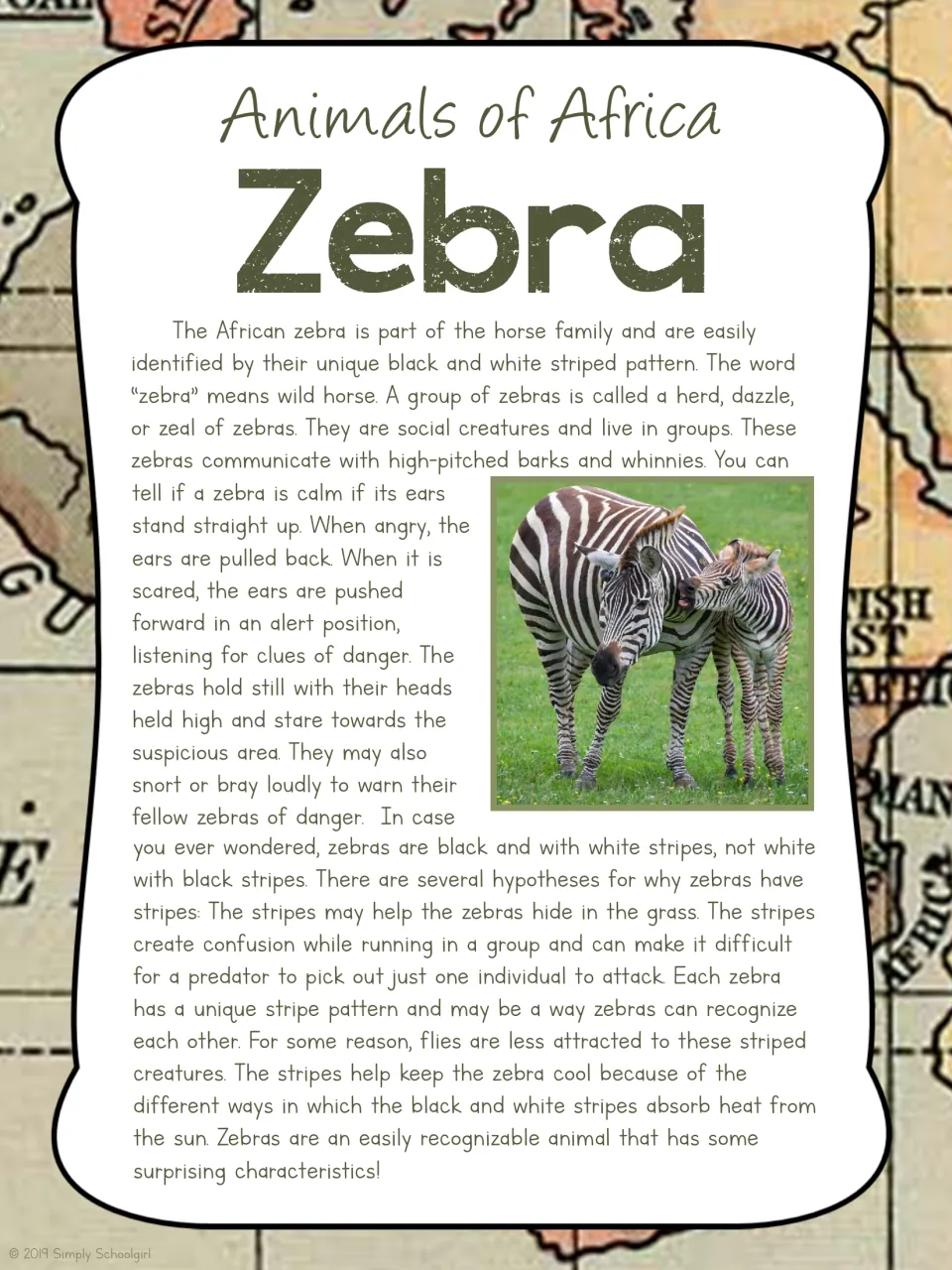 Zebra card back explains herd life, ear signals, danger warnings, and stripe patterns beside a zebra photo