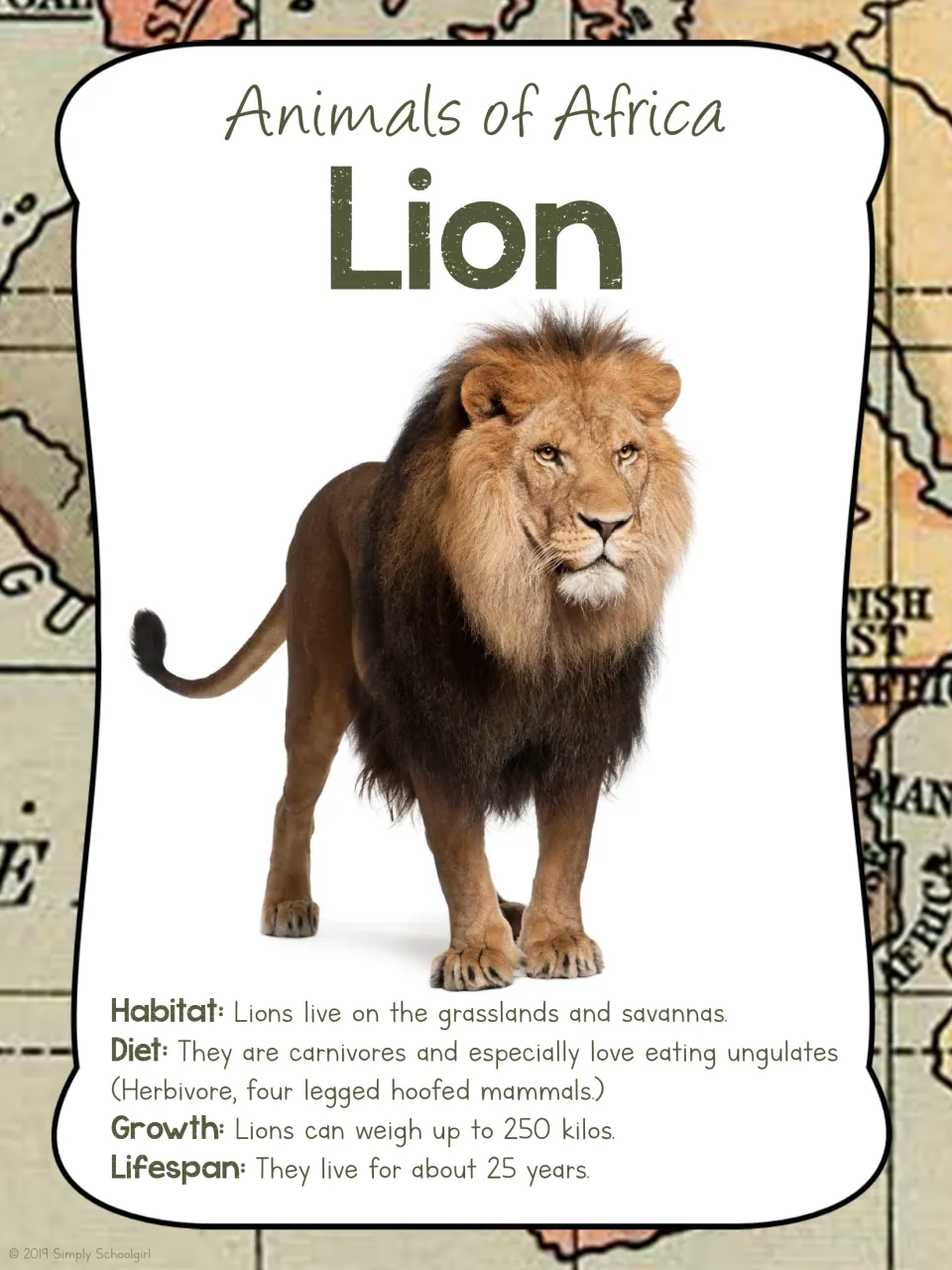 Lion card front pairs a male lion photograph with habitat, meat diet, weight up to 250 kilos, and lifespan