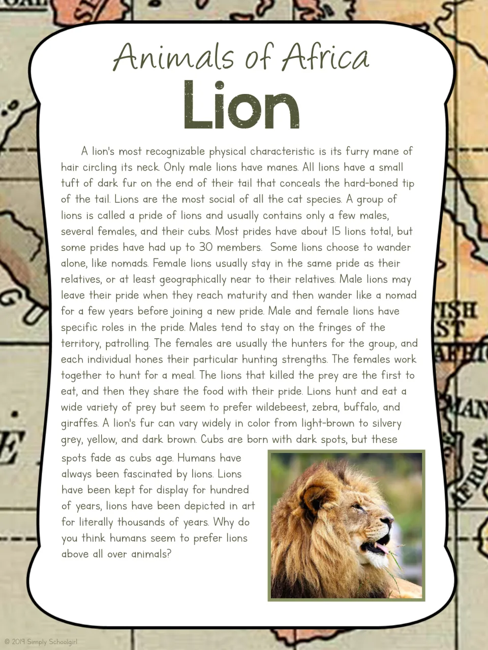 Lion card back describes manes, pride membership, hunting roles, prey, and cub markings beside a lion photo
