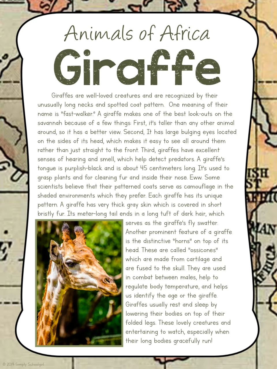 Giraffe card back explains lookout senses, a 45-centimeter tongue, coat patterns, ossicones, and resting
