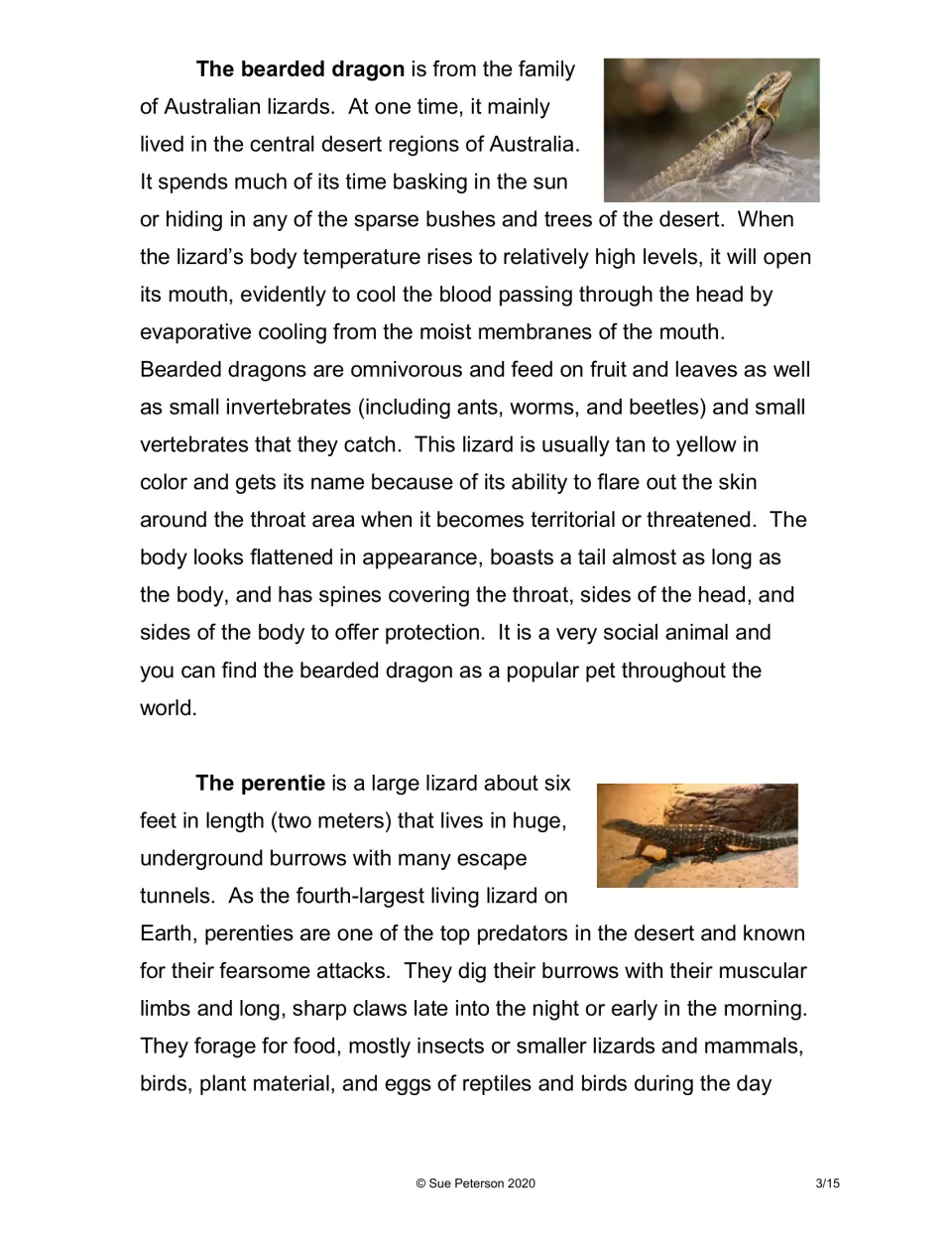 Reading on the bearded dragon and perentie, with photos: diet, throat-flaring and burrowing habits of desert lizards